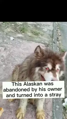 #dog 😭😭