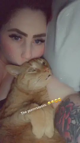 Snuggly boy with his loud ass purrs. #fyp #catsoftiktok #catslovers #Love