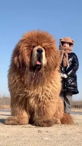 As tall as a person!!!#tibetanmastiff #dog #bigdog #foryou