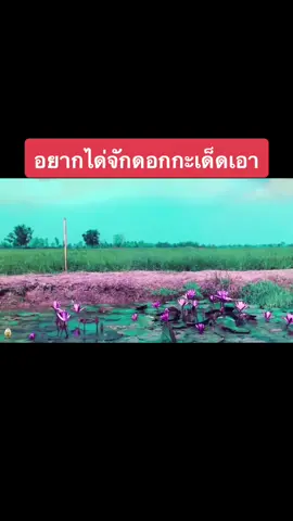 #แหยมยโสธร