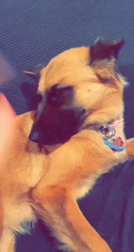 #germanshepherd #sassydog #dogattitude #fyp #dog #tiktokdog #dogtalksback
