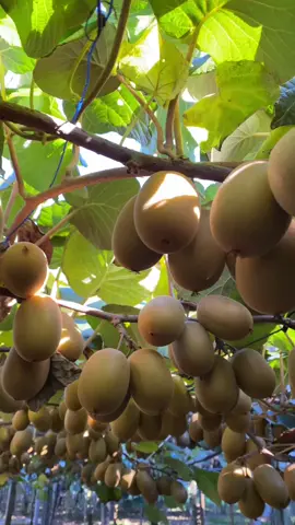 #kiwi #kiwipicking #newzealand #tauranga #foryoupage #fyp #nepali