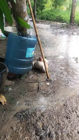 gà kéo cửa mã. Bình thường thấy nó bị ngáo tưởng đâu nó bỏ rơi gà con.ai dè vẫn che chỡ gà con ko bị mắc mưa. đúng là Tình Mẹ Bao La.............