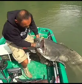Landing on board a Monster Catfish #YuriGrisendi #catfish #catfishing