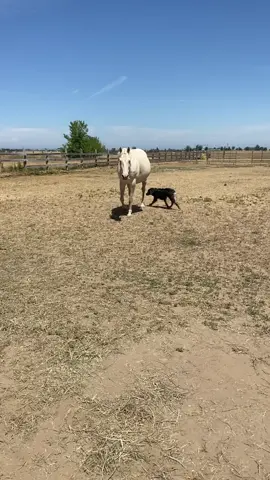 Bean is just ready for this baby to come out #bigandchunky#chunk#horsesoftiktok#soontobemom#pregnant#foal#horse#preganntbelly#expectingmommy2021
