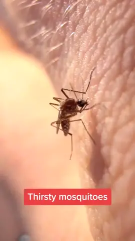 Time-lapse of mosquitoes drinking blood