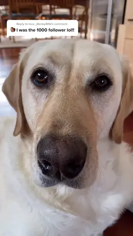 Reply to @love_disney4life  A wet nose BOOP for you! ￼#leothelab #servicedog #deltatailspack #PonderWithZion #dogsoftiktok