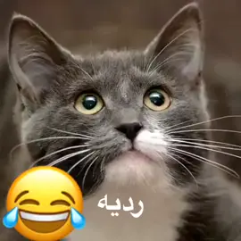 قصيدة بين البس ول كلب