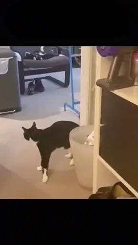 Collection of funny cats 😂#funny #foryou #fyp #lovely #catsoftiktok