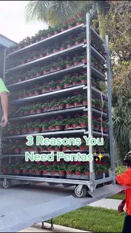 #pentas #flowers #springflowers #commerciallandscape #landscapingaesthetics #flowerbed #flowerbedmakeover #wateringplants #landscaping