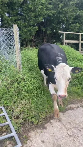 After letting Daisy out she did the gate escape jumping a 5ft gate to come back in #gateescape #daisythecow #cow