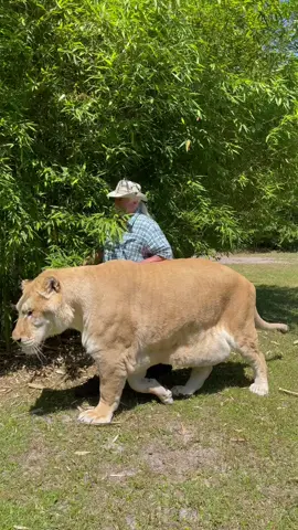 Worlds largest cat. 3 x Guinness book of world records champion. Only at the @myrtlebeachsafari like no other place on earth￼! Liger