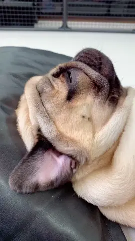 フレンチじゃないよ#パグ #pug #可愛い #ぽっちゃり #ぽっちゃり男子 #フレンチブルドッグ #じゃないよ