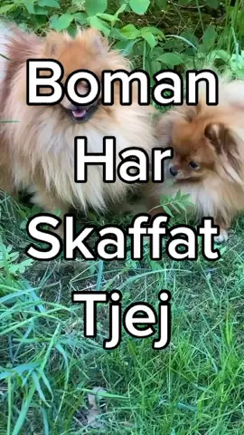 Vi får se om han bara kommer kunna hålla sig till en... #hund #pomeranian