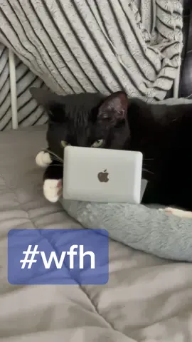 when is new employee orientation #businesscat #wfh #cattiktok