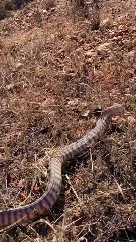 Angry 😤 Snake 🐍 Attacks Me ☠️ #snakeattacks #snake #australia #fyp #australia