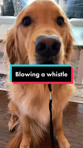 Teddy can blow a whistle, with a little help 😂. #fyp #foryou #dog #dogvideo #dogs #dogsoftiktok #goldenretriever #goldenretrieverlife #goldendad