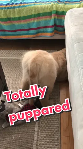 Spoiler alert: it got bigger. 🍑 #chonky #tiktokpup #goldenretriever #lol