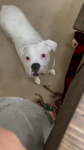Caught Layla watching me work 🥰 #ilovemydog #boxerdog #whiteboxer #cutedogs