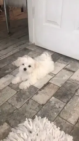 My sweet baby Salty #puppylove #maltese #dogsof TikTok