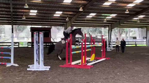Playing around with Joey! #horses #jumping #showjumping #schooling #fyp