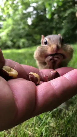 Hi everyone please welcome Mr Fuji to my chipmunk family #mrfuji #chipmunks #new #welcome #hi