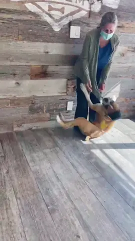 Reply to @caramel.charz01 This pretty much sums them up 🤷🏻‍♀️🙈😅 Pt. 89: Bandit! #fyp #foryou #boxerpuppy #PetsOfTikTok #sillypuppy #goodboy