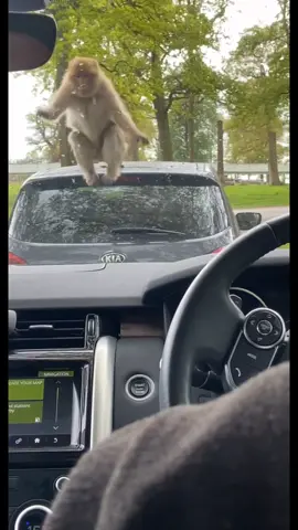 Dad accidentally smacked the monkey with the window wipers😂😂😂 #fyp #foryou #monkey #zoo #safaripark #funny