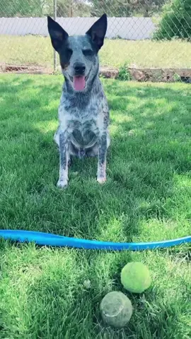 When he knows it’s time to play he gives me that look 😂 #cattledog #heeler #blueheeler #dogsoftikotok #puppies #TeamUSATryout #zeusthecattledog