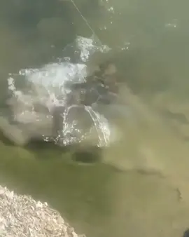 Wait for it...I was not expecting that! Vid Creds: jaredesley #flounder #fishingtok #oceanfishing #fishing #fyp #4you
