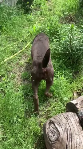 Помощники в саду🤣