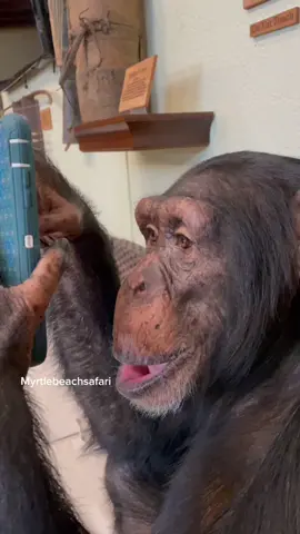 #swipeleft or #swiperight #iphone #chimp #myrtlebeachsafari