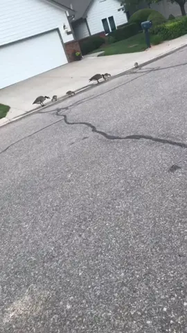 #meanass #geese #babies #nature #fuckouttahere #ConjuringHorror #TeamUSATryout