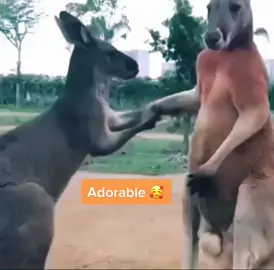 #foryou #fyp #maxplumpjump #kangaroo #animal #nanuofficial1 #australia #uk #usa #arab #asian #european