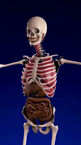#3D #FYP #FORYOU #FORYOUPAGE #SKELETON #HUMANBODY