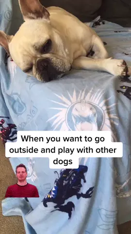 Piggy problems #frenchbulldog