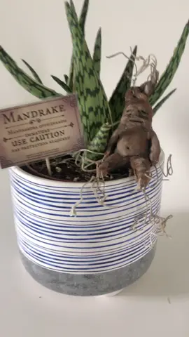 Just making a #mandrake #howispendmynights #fyp #harrypotter