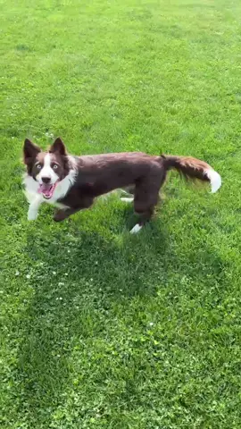 Such a happy pup! ☀️🐶  #tiktokdogs #dogtricks #DogTraining