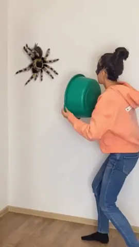 #pegar un video de @mrs.maska #aracnofobia#arañagigante#reaccion#YoSoyCreador#meseguis?🥰🥰