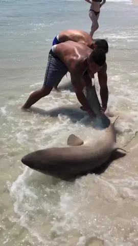 I catch fish #fyp #foryou #InTheHeightsChallenge #FriendsReunion #shark #fish #sand #beach #longisland #newyork #florida #floridafishing #waves #sun