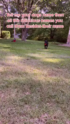 #greenscreensticker Here’s some of her nicknames, but it’s probably not all of them!🤣 #dogmomsoftiktok #laila #blacklabs #sweetdog #mygirl #fypシ