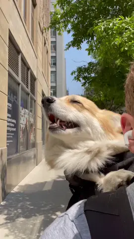 Weekend vibes #HoldMyMilk #funnydog #corgi