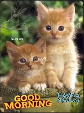 #GoodMorning #صباح_الخير