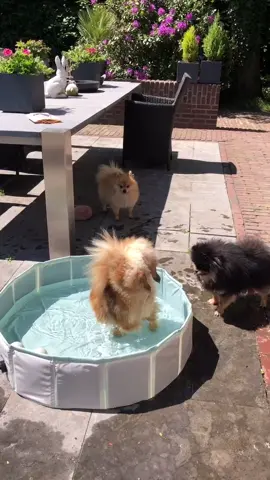 Pool pawty 💙 #pool #water #dogs #dog #pomeranian #pom #fluffy #Summer #cute #pets #happy #sun #sunday