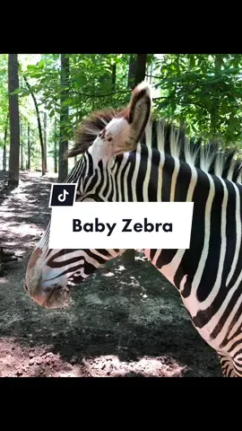 Baby Zebra 🦓 Magic                        #goodmemory #PetsOfTikTok #zoo #ranch #zebra #babyanimals #quarantinelife #wildlife