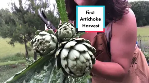 1st artichoke harvest ❤️#growyourownfood #gyo #homestead #farm #organic #garden #gardening #fyp #artichoke #veggies #harvest #growfood #asmr #cute