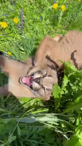 #caracal #каракал #tiktokcats #petlovers #floppa #шлепа #funnyanimals #смешнойкот #petlovers #bigcat #wildcat #кот #версаль #fyp #catsoftiktok