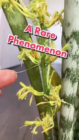 Did you know this can happen to your #snakeplant? RARE but amazing! 🪴 #LearnOnTikTok #TikTokPartner #snakeplantflowers