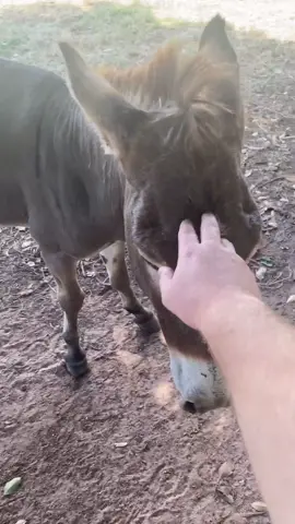 Just assssking. #australia #funny #fun #donkey #fyp