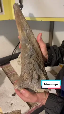 This is how you apply sealing and laminating finish to a dinosaur bone #triceratops #dinosaur #hellcreek #paleontology #cretaceous